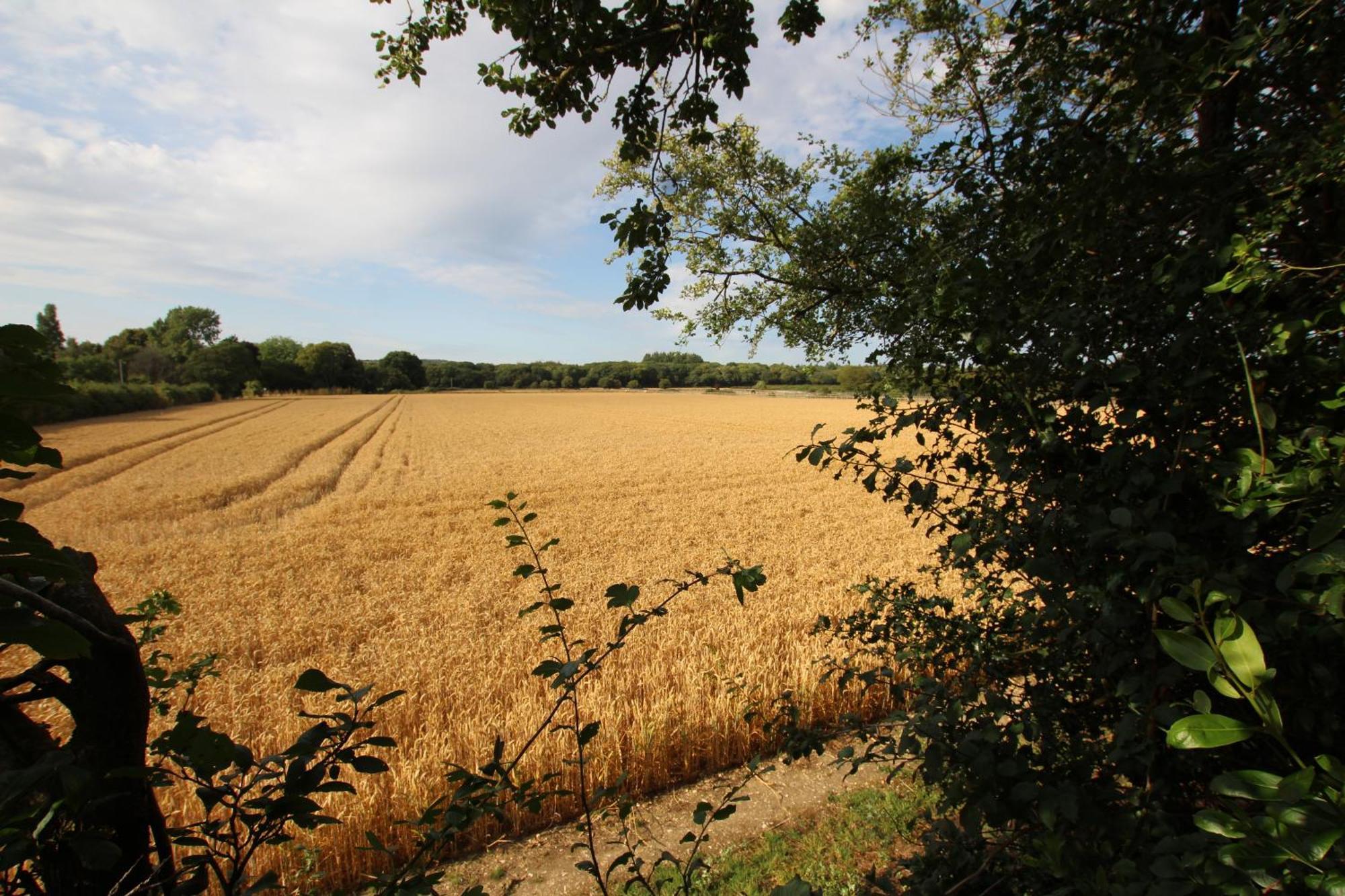 Cowslip Barn Annexe, Countryside Stay Near 치체스터 외부 사진